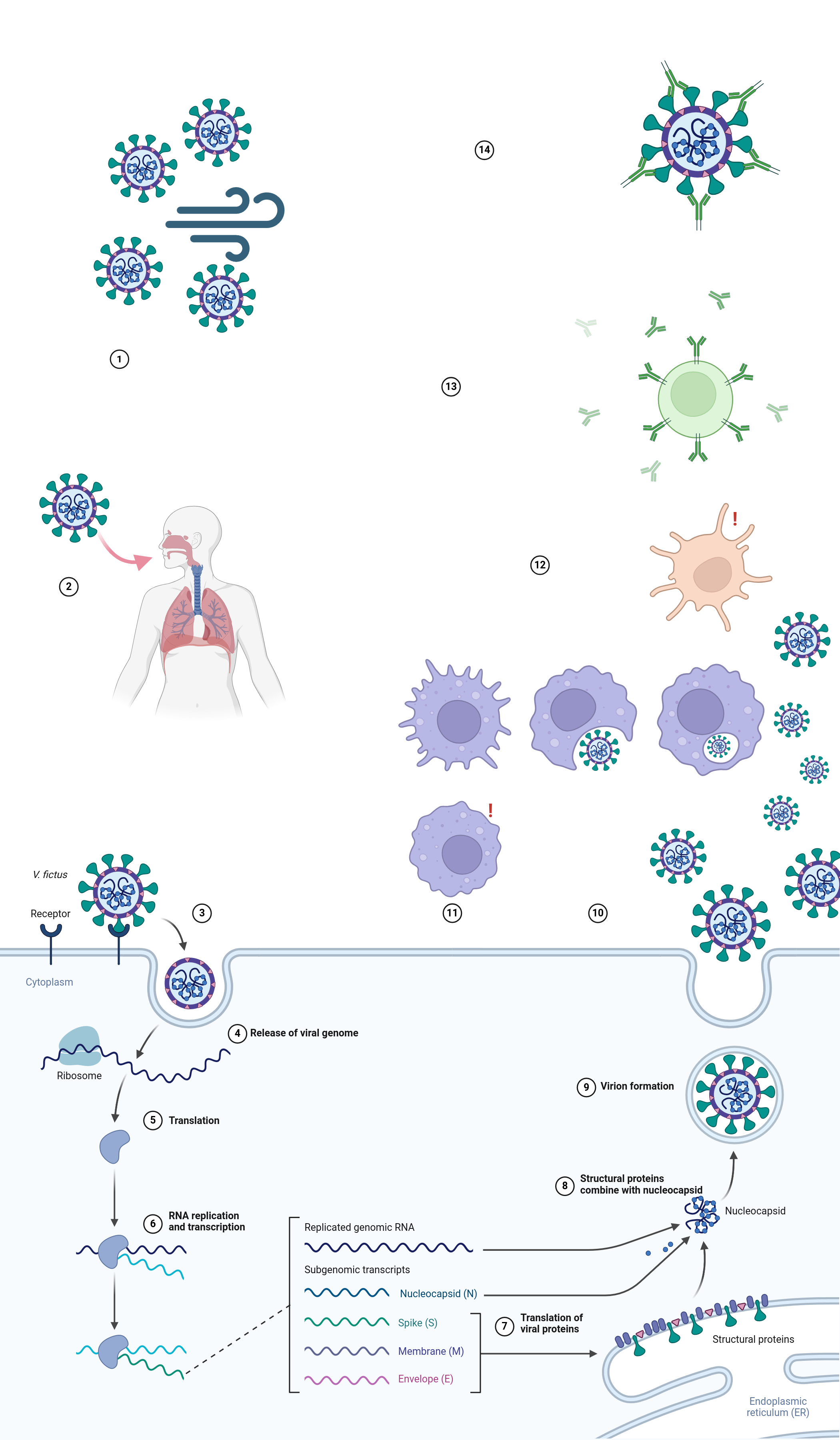 Figure 1 - Initial infection cycle of the imaginary _Virulenta fictus_, as described below. Created in [url https://BioRender.com https://Bi
